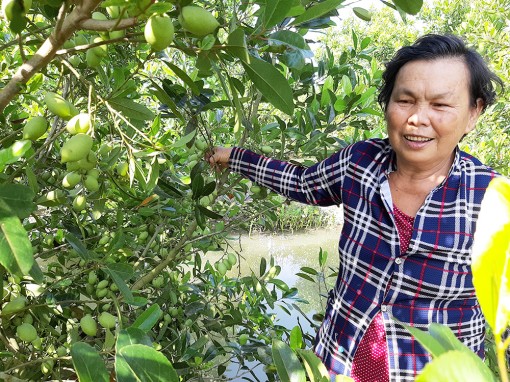 Cà na Thái… hái ra tiền!