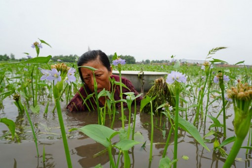 Mưu sinh bằng nghề nhổ hẹ nước mùa lũ