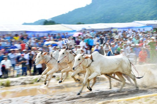 Sôi nổi Hội đua bò Bảy Núi tranh Cúp Truyền hình An Giang lần thứ 26 năm 2019