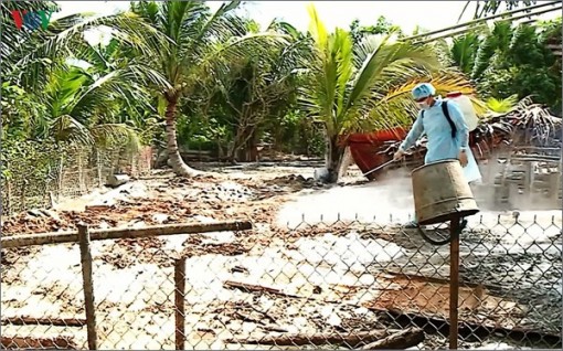 Dịch tả heo châu Phi ở Trà Vinh diễn biến phức tạp