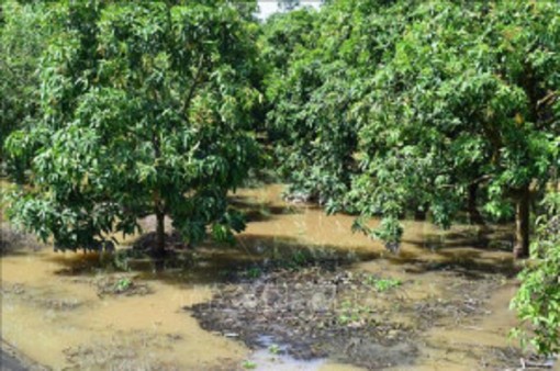 Trà Vinh: Triều cường gây sạt lở đê bao, thiệt hại nhiều vườn cây ăn trái