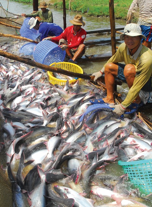 Nhiều doanh nghiệp đầu tư vào cá tra giống