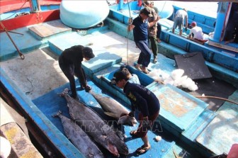 Xuất khẩu cá ngừ đại dương tăng trưởng khá