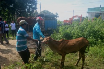 Trao 24 con bò cho hộ nghèo xã Ô Lâm