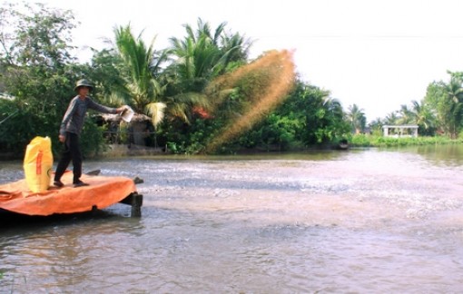 Cá tra tuột giá, người nuôi gặp khó