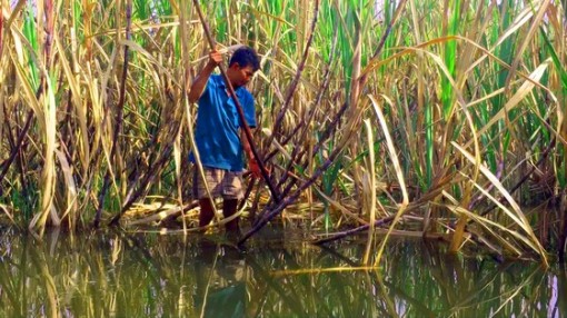 Hậu Giang: Nước dâng cao, hàng loạt liếp mía vàng lá