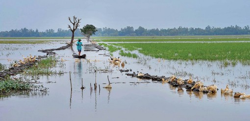 Mùa nước lũ trên những cánh đồng