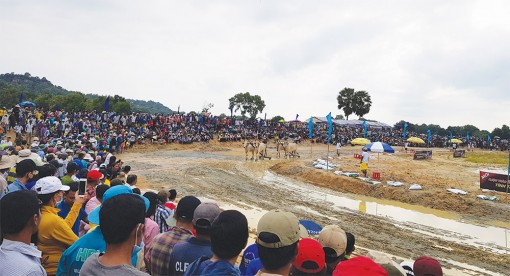 Nâng tầm Hội đua bò Bảy Núi