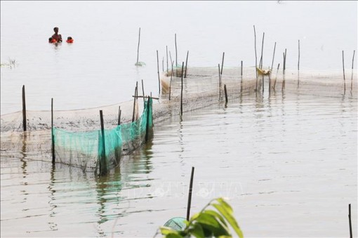 Báo động tình trạng dùng 'dớn' tận diệt cá đồng