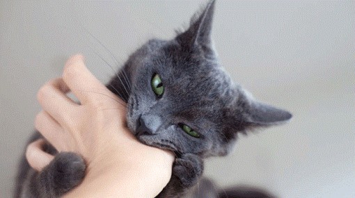 Bị mèo cắn, người đàn ông tử vong sau 3 tháng