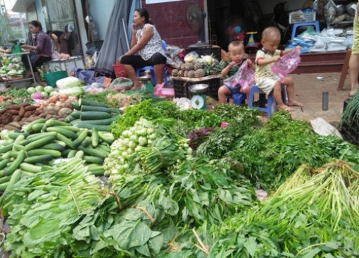 Vĩnh Long: Mùa mưa bão, rau xanh "đội giá"