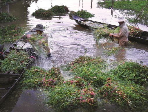 Tăng thu nhập dựa vào mùa nước nổi