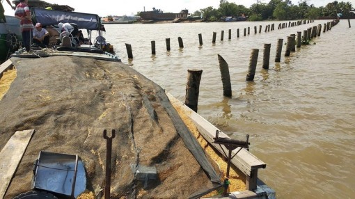 Nhiều cọc dừa bất thường ở sông Cổ Chiên gây chìm ghe lúa