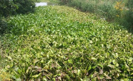 Nhiều người dân Tiền Giang dùng thuốc diệt cỏ tiêu diệt cây lục bình