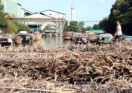 Nhiều trăn trở khi vào vụ thu hoạch mía