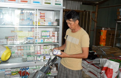 Bất chấp khuyến cáo, một số người nuôi heo vẫn tái đàn