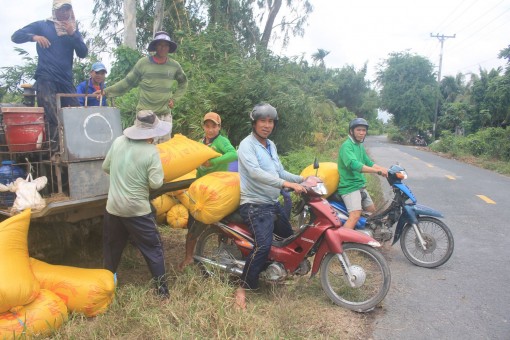 Giá lúa tăng trở lại