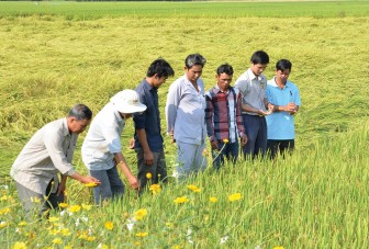 Châu Thành phát triển nông nghiệp ứng dụng công nghệ cao