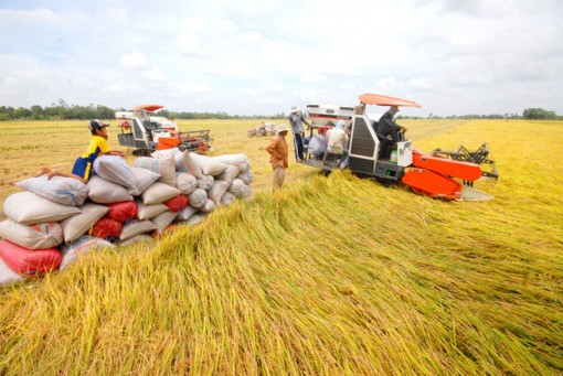 Giá lúa tăng trở lại