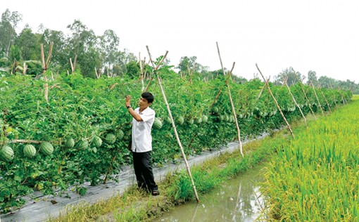 Cần giữ nước ngọt cho Đồng bằng sông Cửu Long