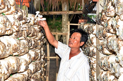 Nông dân xã An Hòa thi đua phát triển kinh tế