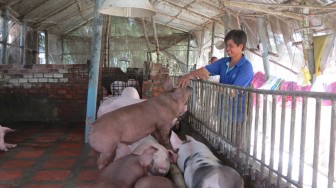 Triển khai “Chương trình khí sinh học cho ngành chăn nuôi Việt Nam 2016-2020” tại tỉnh An Giang