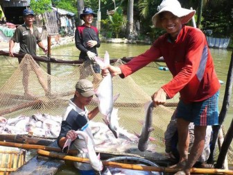 Cá tra Việt Nam đón tin vui từ Mỹ