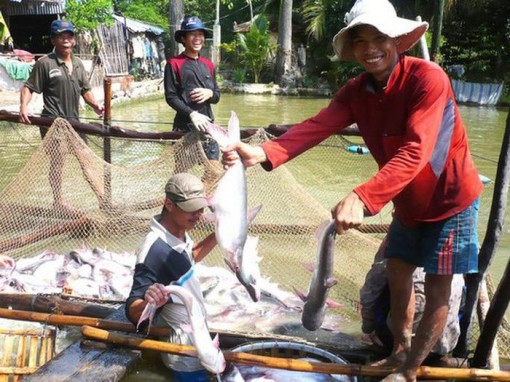 Cá tra Việt Nam đón tin vui từ Mỹ
