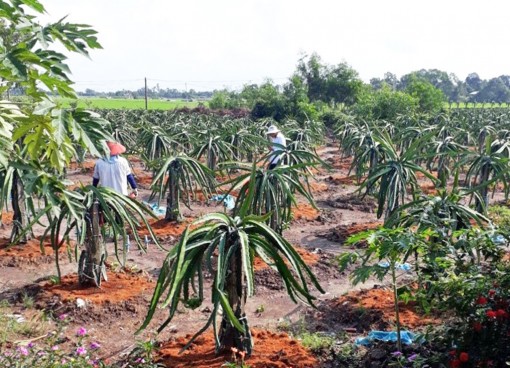 Long An: Chỉ khoảng 5% thanh long xuất khẩu sang châu Âu