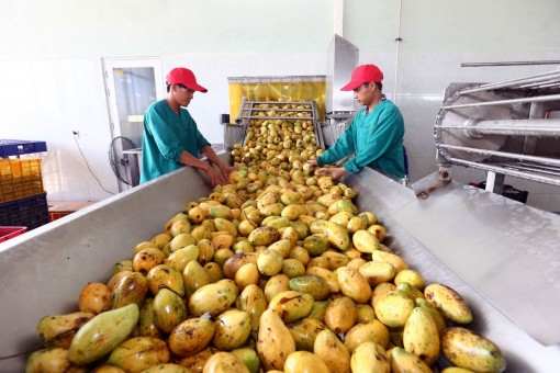 Nhiều tiềm năng xuất khẩu rau, hoa, quả
