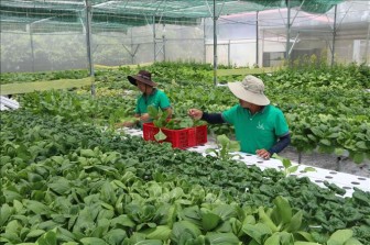 Áp dụng bộ tiêu chuẩn thúc đẩy phát triển sản phẩm nông nghiệp hữu cơ
