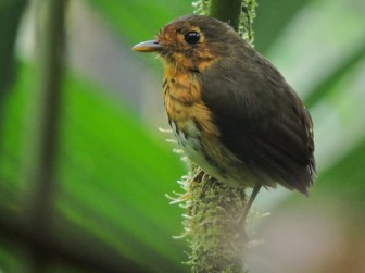 Phát hiện một loài chim mới 'siêu nhút nhát' tại Colombia