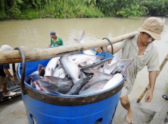Hoa Kỳ giảm thuế xuống 0%, xuất khẩu cá tra Việt Nam sẽ khởi sắc