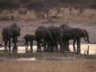 55 con voi chết đói ở Zimbabwe do hạn hán kéo dài
