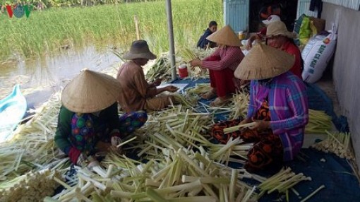 Trồng bồn bồn, hướng vươn lên thoát nghèo vùng U Minh hạ