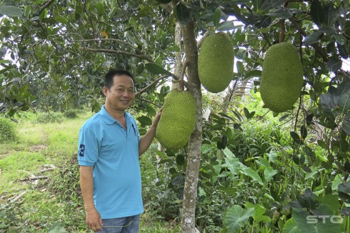 Sóc Trăng: Phát "sốt" với mít Thái, 1,4 triệu/quả, bán cả vườn được hơn 1,1 tỷ