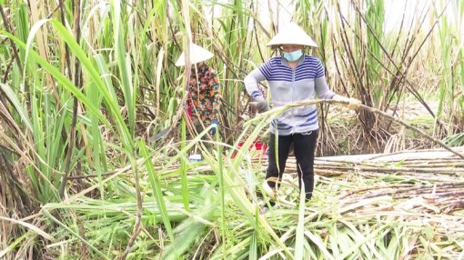 Hàng ngàn ha mía sẽ thiệt hại nếu nhà máy đường chậm thu mua