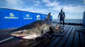 Phát hiện cá mập trắng khủng nặng gần 1 tấn bơi ngoài biển Florida