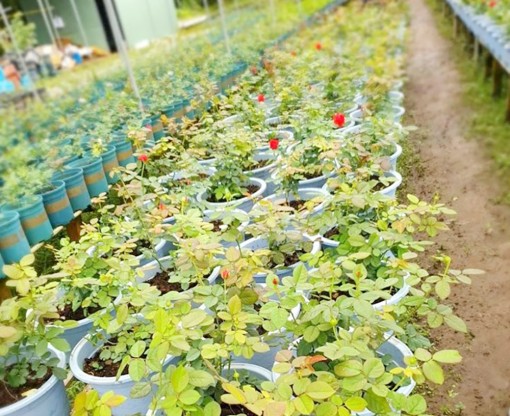 Phong trào trồng hoa hồng ngoại