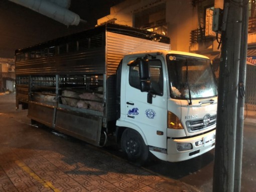 50 con heo hơi bị bắt giữ tại ấp Đồng Ky, xã Quốc Thái đều âm tính với bệnh dịch tả heo Châu Phi