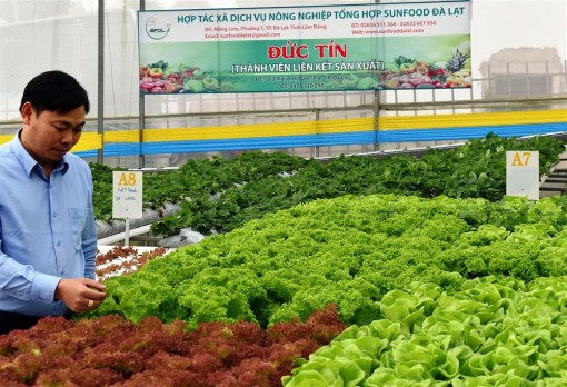 Hàng Việt và bài toán mở rộng thị trường