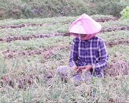 Nông dân Ba Tri trúng vụ hành tím