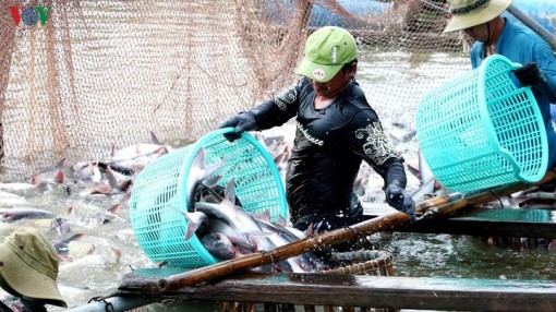 Cá da trơn Việt Nam có “visa” chính thức vào thị trường Mỹ