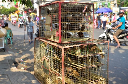 Phóng sinh từ tâm...