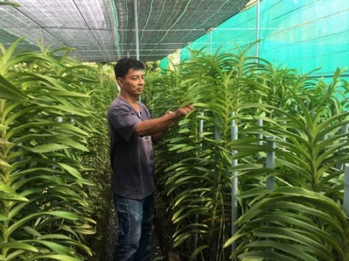 Nông nghiệp đô thị đi vào chiều sâu