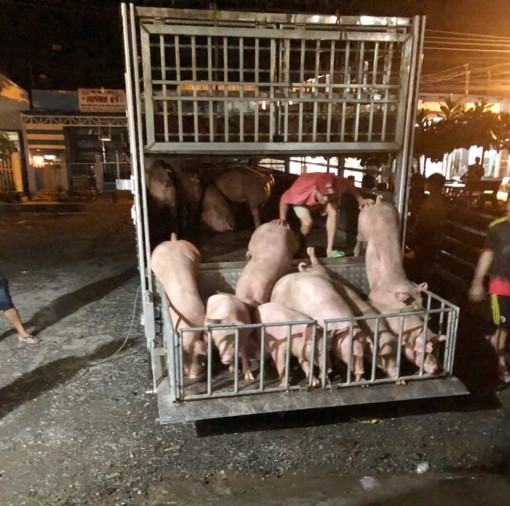 Tiêu hủy 50 con heo hơi không rõ nguồn gốc do Đội Quản lý thị trường số 1 bắt giữ