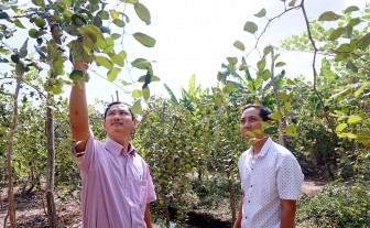 Phú Tân phấn đấu hoàn thành mục tiêu “Năm nông nghiệp”