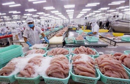 Xuất khẩu sang Mỹ - Cánh cửa lớn cho cá tra Việt Nam