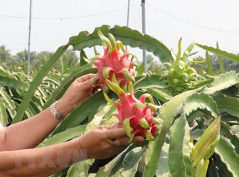 Việt Nam và Ital thúc đẩy hợp tác vùng, phát triển sản xuất nông sản