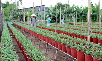 Phú Tân: Nông dân trồng hoa phục vụ thị trường Tết